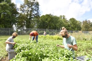 Get your hands dirty: Organic field day set for Aug. 27